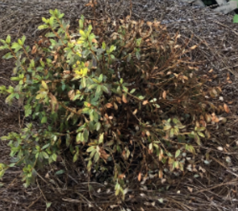 What’s wrong with my plant?