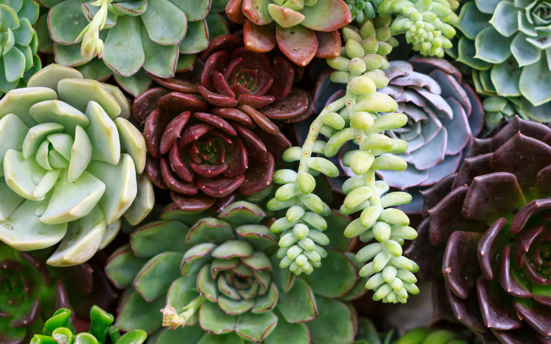 So, What’s A Succulent?