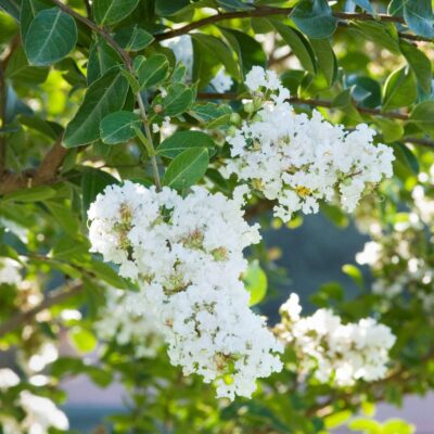 Crape Myrtle Acoma