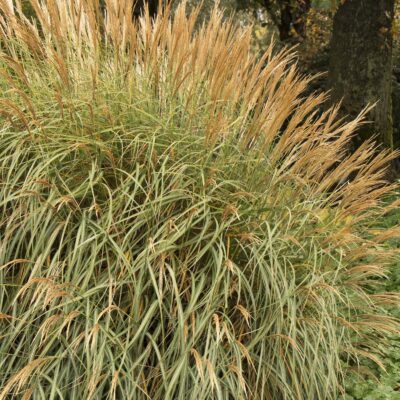 Adagio Miscanthus