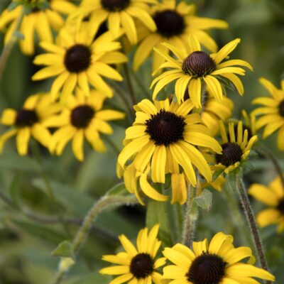 Black Eyed Susans 'Cherry Brandy'