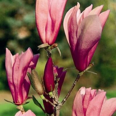 Magnolia Japanese Ann