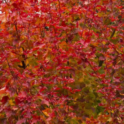 Maple Autumn Blaze