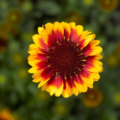 Gaillardia