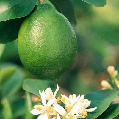 persian lime