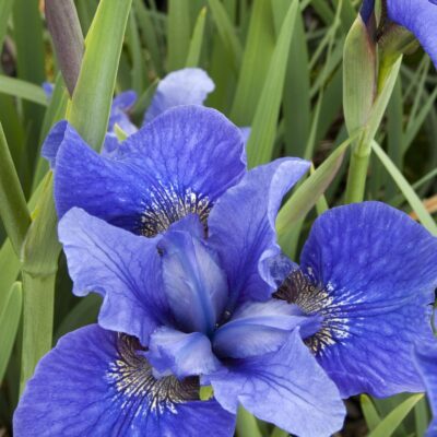 Iris Blue Flag