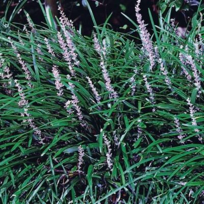 Big Blue Liriope