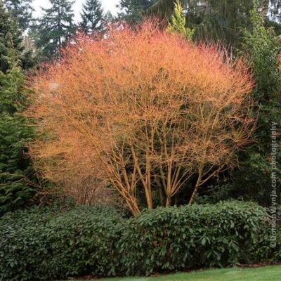 Japanese Maple Bihou