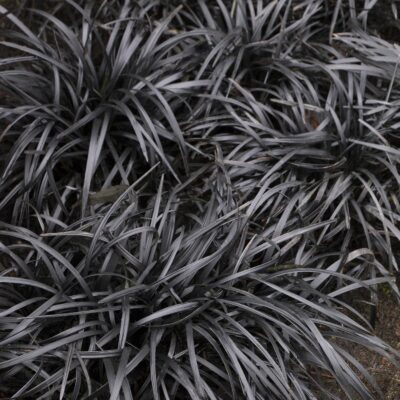 Black Mondo Grass