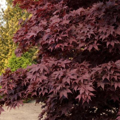 Japanese Maple Bloodgood