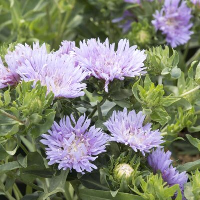Stokesia