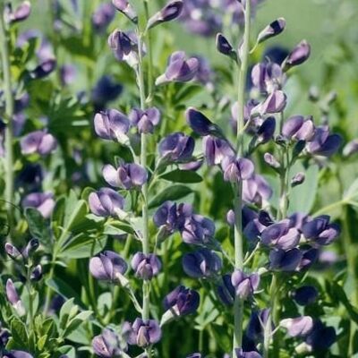 Baptisia