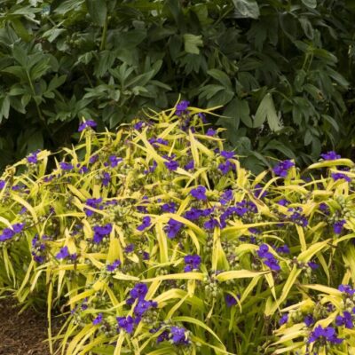 Spiderwort