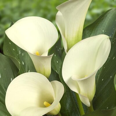 Calla Lily