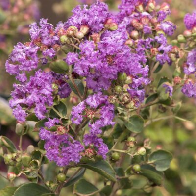 Crape Myrtle Catawba