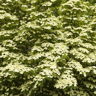 Dogwood Kousa