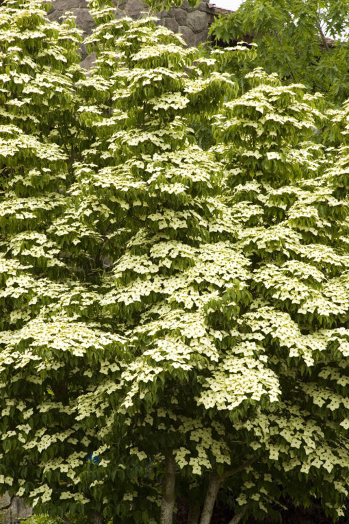 Dogwood Kousa