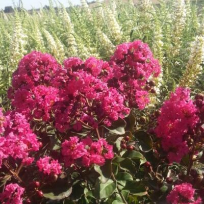 Crape Myrtle Pink Velour
