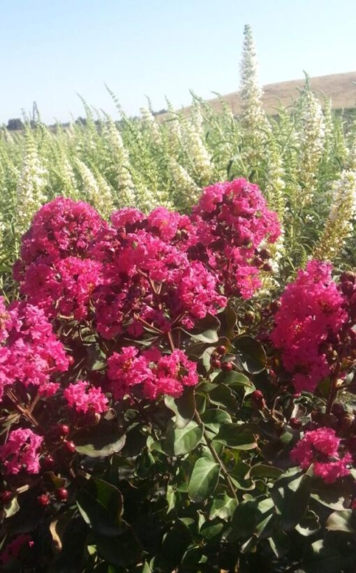 Crape Myrtle Pink Velour