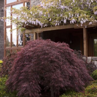 Japanese Maple Crimson Queen