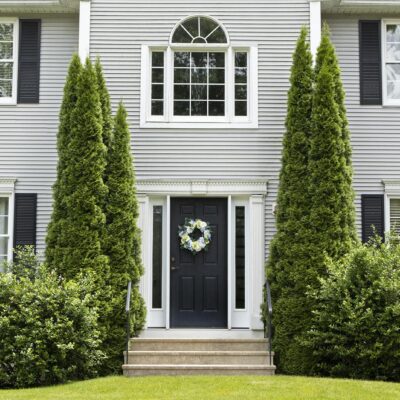 Thuja Degroot Spire