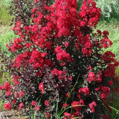 Crape Myrtle Dynamite