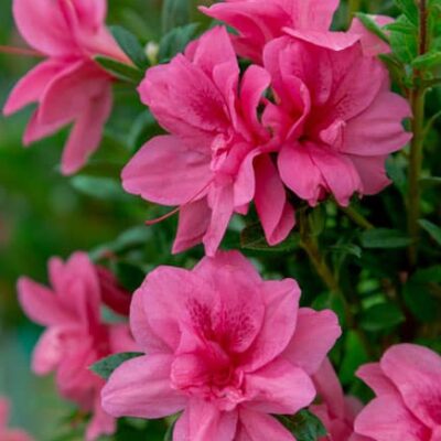 Encore® Autumn Empress