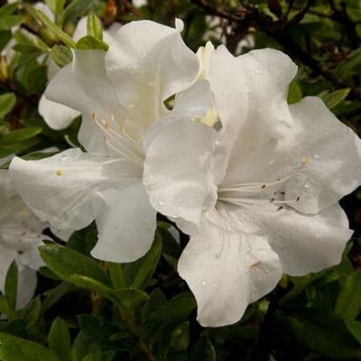 Encore® Autumn Ivory