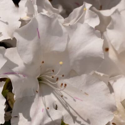Encore® Autumn Lily