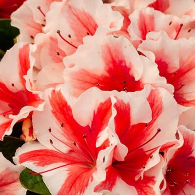 Encore® Autumn Starburst