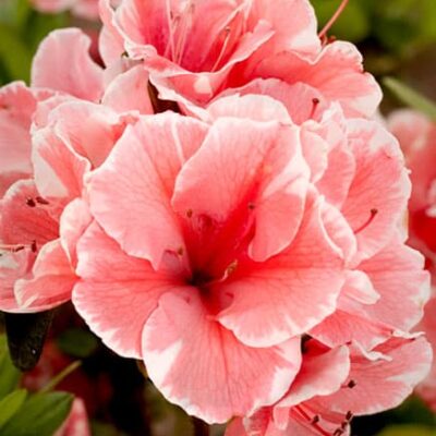 Encore® Autumn Sunburst
