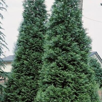 Arborvitae Green Giant
