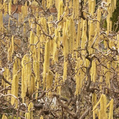 Harry Lauder Walk Stick