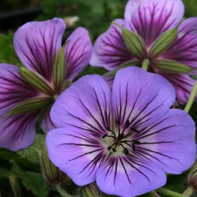 Cranesbill Geranium
