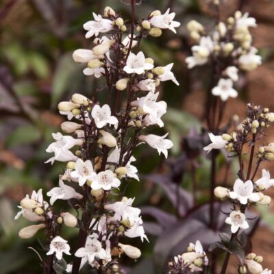 Penstemon 'Husker Red'