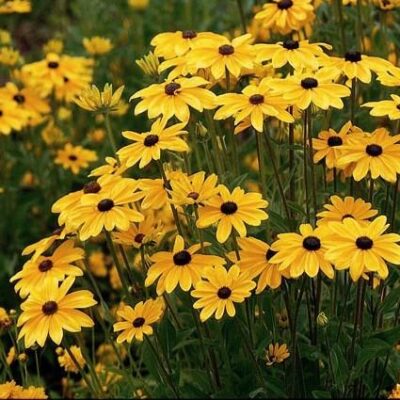 Black Eyed Susans 'Maya'