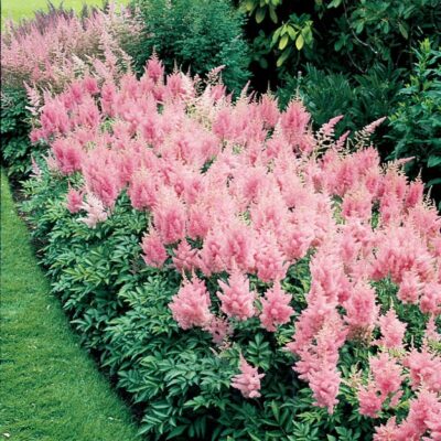 Astilbe