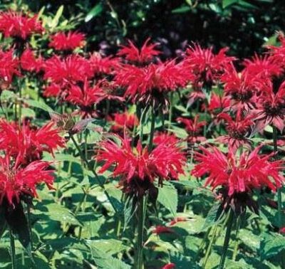 Bee Balm