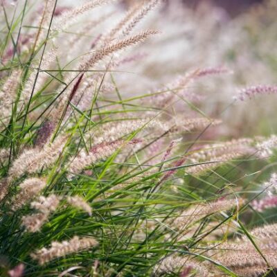 Karley Rose Grass