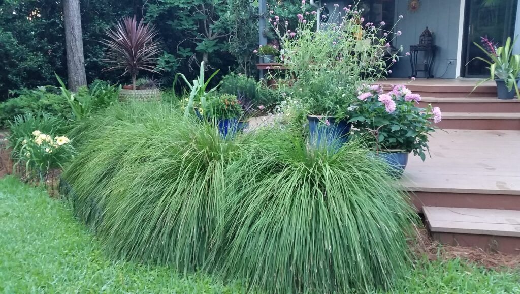 Lomandra Breeze Grass Wingard's Market