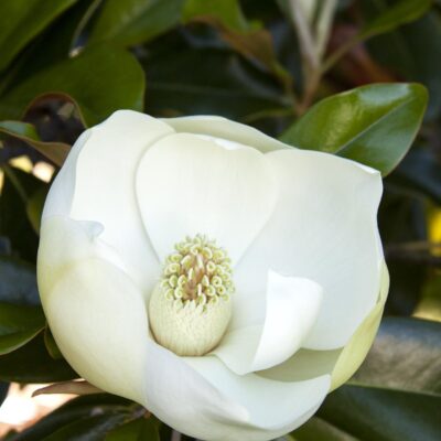 Magnolia Little Gem