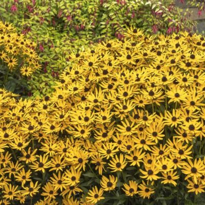 Black Eyed Susans 'Little Goldstar'