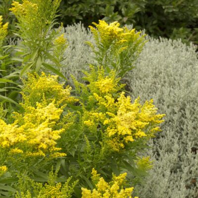 Goldenrod