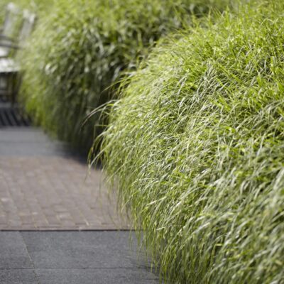 Little Zebra Grass