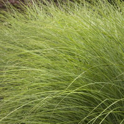 Miscanthus Gracillimus