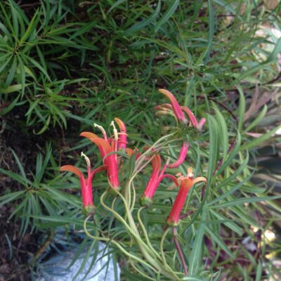 Cardinal Flower
