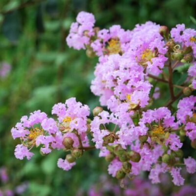 Crape Myrtle Muskogee