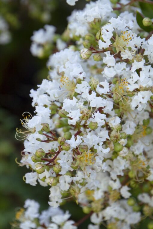 Crape Myrtle Natchez