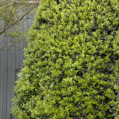Oakleaf Holly