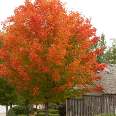 Maple October Glory